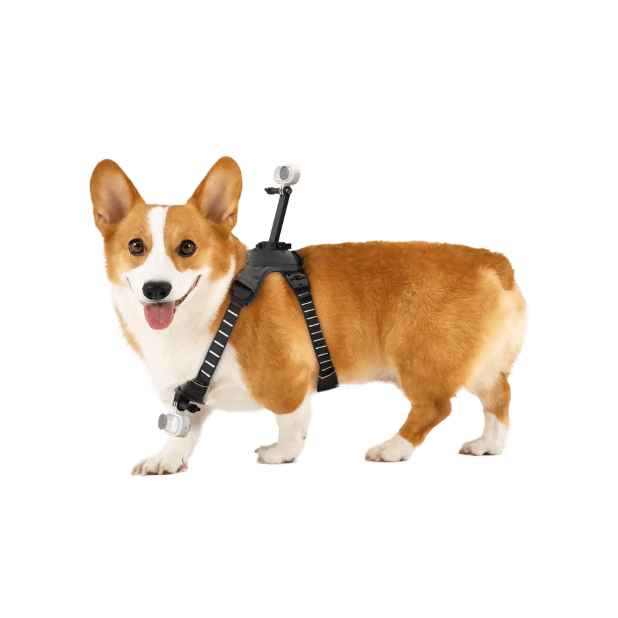Insta360 Pet Harness Mount medium